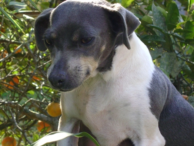 FOX TERRIER BRASILEIRO GRAÇA E LEVEZA