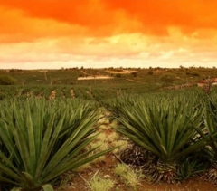 Tecelagem de sisal da bahia ind com exportação e importação - foto 5