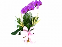 Orquídeas para presente