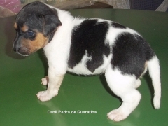 FÊmeas disponÍveis! tricolor de preto. nascimento: 01/09/17. visite nossa página! terrier brasileiro fox paulistinha http://www.canilpguaratiba.com/index.html